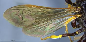 Media type: image;   Entomology 13759 Aspect: wing